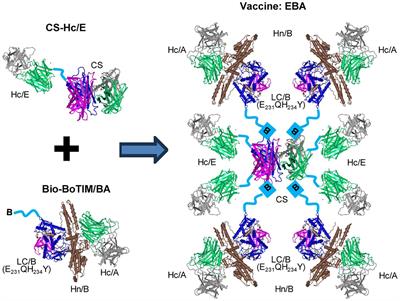 Novel platform for engineering stable and effective vaccines against botulinum <mark class="highlighted">neurotoxins</mark> A, B and E